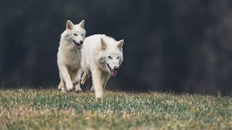 Colossal’s Dire Wolf Duo: Romulus and Remus, Born to Rewrite History