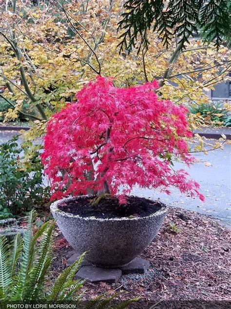 Buy Dwarf Japanese Maples — Mr Maple │ Buy Japanese Maple Trees