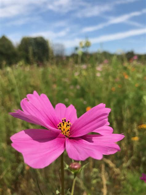 Lannon Sunflower Farm | Hennacornoeli Days