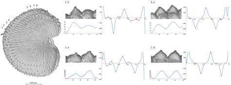 Curvature Analysis in Seed Surface of SEM Images of Silene Species from ...