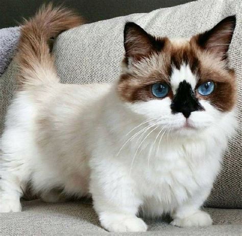 munchkin cat issues