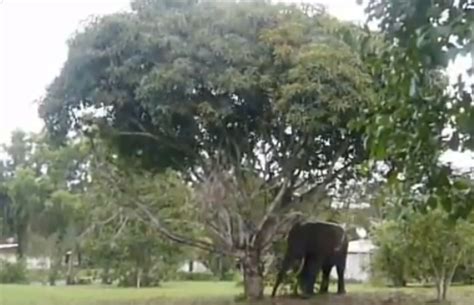 Video: Elephant Shakes A Mango Tree To Have A Sweet Treat & It's Quite ...