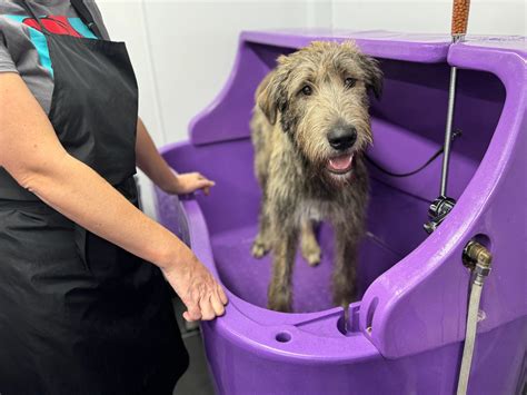 Shakers Dog Grooming at Eden Disney blog