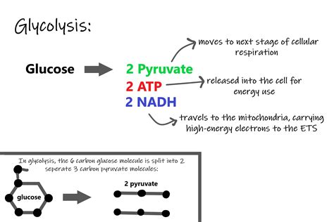 4.10 Cellular Respiration – Human Biology