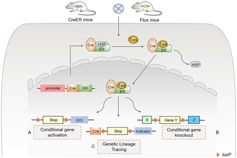 Frontiers | Cre-loxP-mediated genetic lineage tracing: Unraveling cell fate and origin in the ...