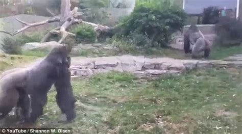 Image result for Gorilla Vs Python Fight
