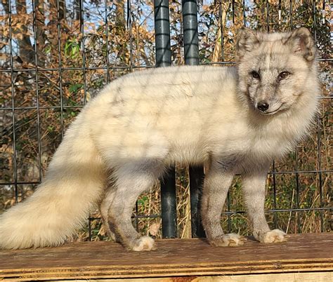 Pet Arctic Fox Care Guide - Exotic Pet Wonderland