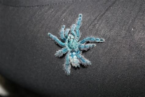 Blue cobalt tarantula - fiberqery