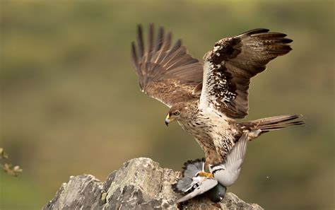 Download Dove Wings Bird Animal Eagle HD Wallpaper