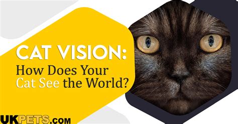 Cat Vision: How Does the World Look Like to Cats? | UKPets