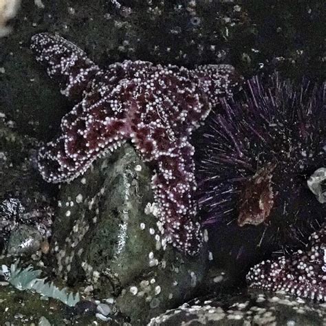 Pisaster ochraceus – 10,000 Things of the Pacific Northwest