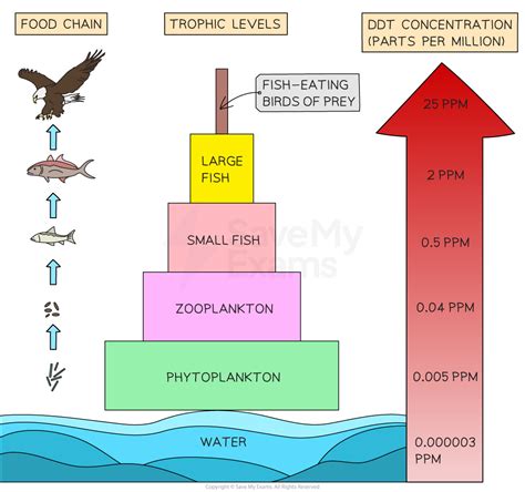 Bioaccumulation Vs Biomagnification – IB ESS Revision Notes