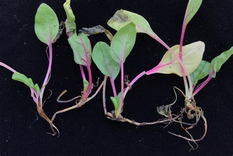 Image result for Pythium Root Rot Signs