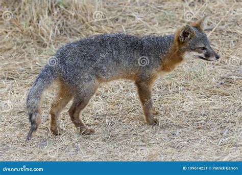 Rare Island Fox in Channel Islands National Park Stock Image - Image of ...