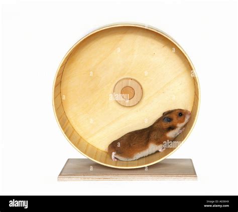 Hamster wheel hi-res stock photography and images - Alamy