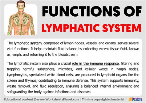 Basic Function of Lymphatic System 的图像结果
