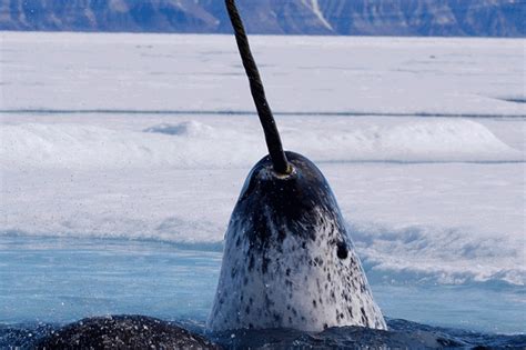 Narwhals Whales