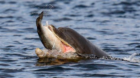 Bottlenose Dolphin Hunting All About Bottlenose Dolphins Diet