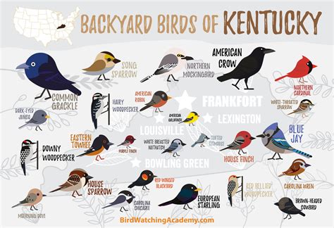 Backyard Birds of Kentucky – My Store