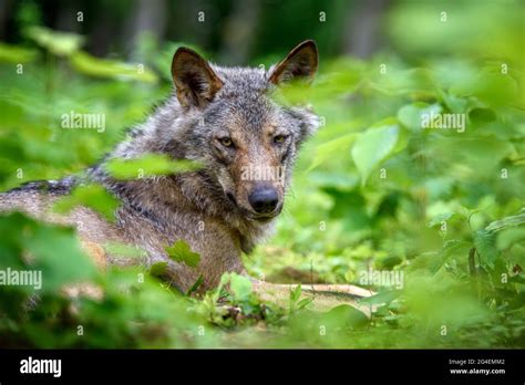 Wolves in Nature 的图像结果