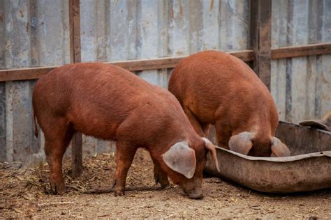 Duroc Pig Facts: Profile, Meat, Traits, Breeds, Size, Feeding - Mammal Age