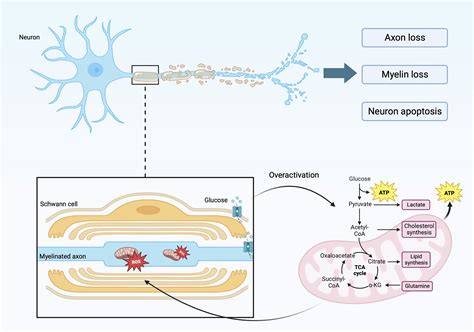 Frontiers | Diabetic peripheral neuropathy: pathogenetic mechanisms and treatment