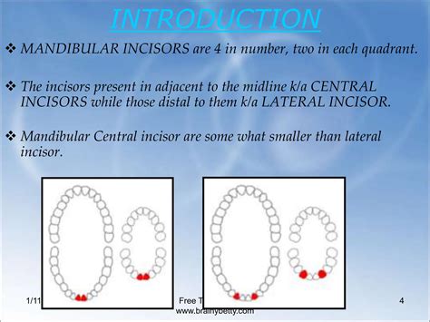 MANDIBULAR CENTRAL AND LATERAL INCISOR.ppt