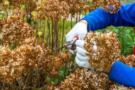 Image result for Pruning Hydrangea Standard Tree Fall