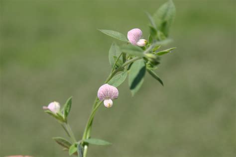 Silver Falls Seed Company - Clover - Spanish