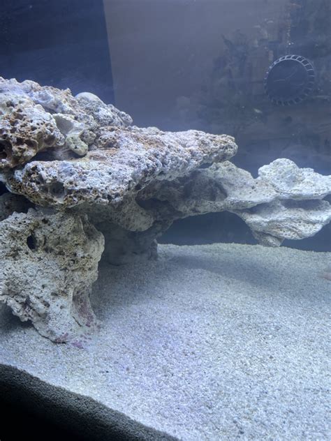 Image result for BioCube Filter Setup