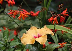 Image result for Bunnies with Summer Flowers