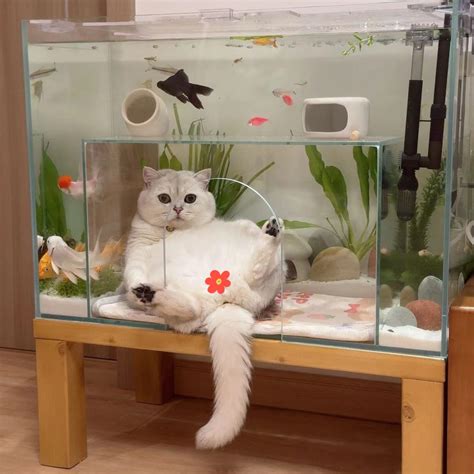 Custom Cat Aquarium V2 - Front Entrance - Custom Cat Aquarium