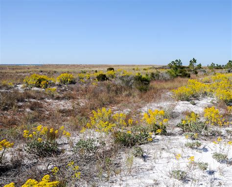 East Gulf Coastal Plain Grasslands Gallery — Southeastern Grasslands ...
