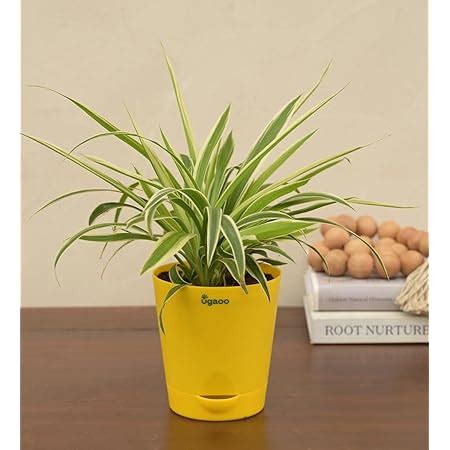 Ugaoo Sansevieria Golden Hahnii Snake Plant with Self Watering Pot ...