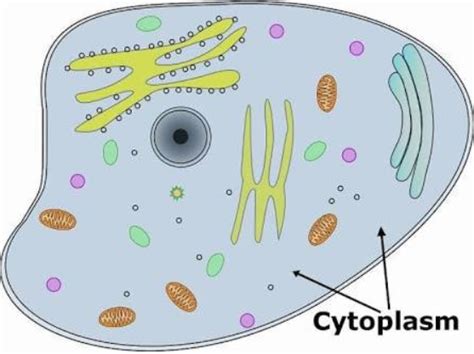 Plant Cell Diagram, Structure, Types and Functions