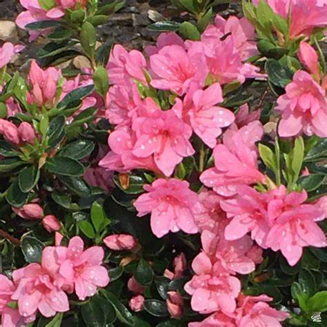 Azalea 'Coral Bells' — Green Acres Nursery & Supply