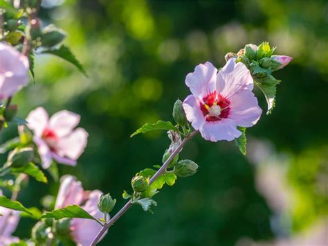 How And When To Prune Rose Of Sharon | Gardening Know How