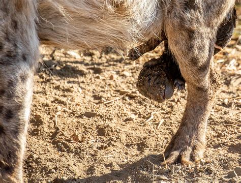 Hyena Birth – Moment of Magic - Africa Geographic
