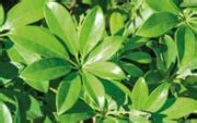Il mio giardino - Le piante che puliscono l'aria di casa - Sotto le querce