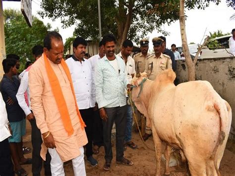 Karnataka: "24,21,985 cattle vaccinated so far for lumpy skin disease ...