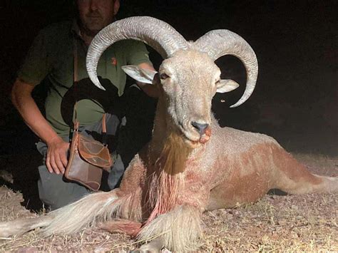 Barbary Sheep Hunting in Spain - All inclusive