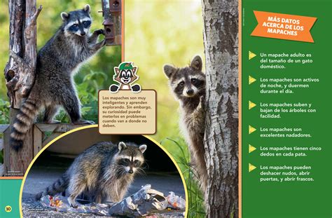 Ricky's Guide to Raccoons - Spanish Translation - NWF | Ranger Rick