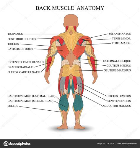 Diagrama Anatómico De Los Músculos De La Espalda