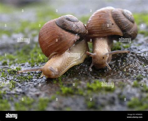 Two Garden snails, Helix aspersa Stock Photo - Alamy