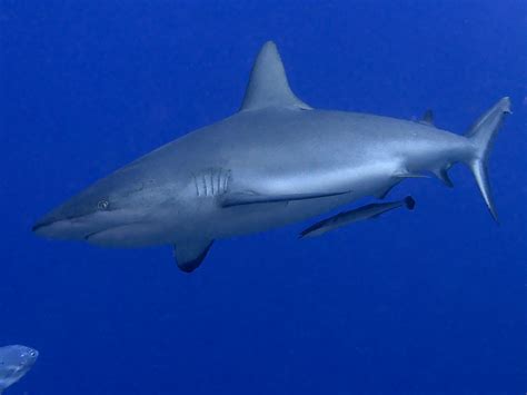 Gray Reef Shark - Carcharhinus amblyrhynchos - Coral Sea, Australia ...