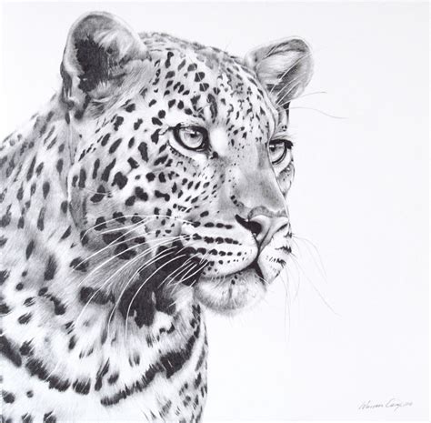 Image result for How to Draw a Leopard