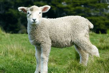 属羊的今年多大？属羊的2023年多大？生肖羊的年龄