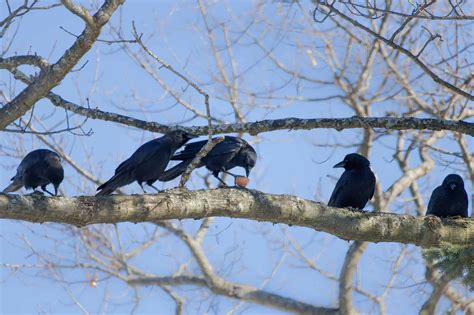 What Is a Group of Crows Called? - A-Z Animals