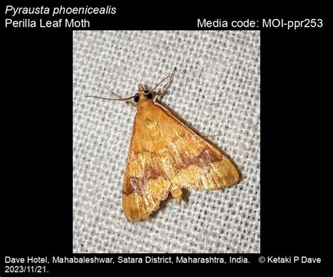 Pyrausta phoenicealis (Hübner, 1818) - Perilla Leaf Moth | Moths