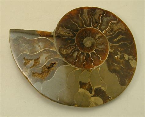 Image result for Sea Shell Fossil